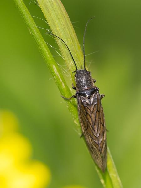 Elzenvlieg (Sialis lutaria)